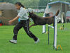 Australian Kelpie Hund