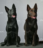 Australian Kelpie Foto: Dido & Kaya 1 jahr am Weltsiegerschau '06 (ID 35390) Australian Kelpie Hund