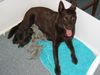 Australian Kelpie Foto: Calicoma Welpen (ID 17612) Australian Kelpie Hund
