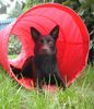 Australian Kelpie Hund