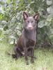 Australian Kelpie Hund