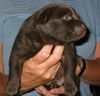 Australian Kelpie Foto: Flash, 2 Wochen alt (ID 17609) Australian Kelpie Hund