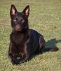 Australian Kelpie Hund