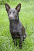 Australian Kelpie Hund