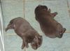 Australian Kelpie Foto: Flash, 2 Wochen alt (ID 17610) Australian Kelpie Hund
