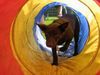 Australian Kelpie Foto: Flash in der Welpenstunde (ID 21463) Australian Kelpie Hund