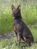 Australian Kelpie Foto: Flash nach dem Baden (ID 21545) Australian Kelpie Hund