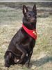 Australian Kelpie Hund