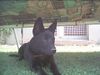 Australian Kelpie Foto: Charming Mikka of Mersey downs (ID 15439) Australian Kelpie Hund