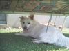 Australian Kelpie Foto: Charming Mikka of Mersey downs (ID 15391) Australian Kelpie Hund