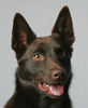 Australian Kelpie Hund