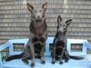 Australian Kelpie Hund