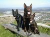 Australian Kelpie Foto: Mikka, Xanatos und klein Flash auf dem Hohentwiel (ID 21916) Australian Kelpie Hund