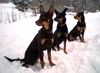 Australian Kelpie Foto: Tango, Maffin und Mike 3 Working Kelpies (ID 19094) Australian Kelpie Hund