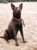Australian Kelpie Foto: Kiwi (Hündin) (ID 43410) Australian Kelpie Hund