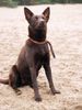 Australian Kelpie Hund