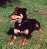 Australian Kelpie Foto: Mighty Mike ein red and tan Working Kelpie Rüde (ID 4755) Australian Kelpie Hund