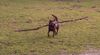 Australian Kelpie Foto: Yirr-ma Bashyr of the Two Chestnuts (ID 29992) Australian Kelpie Hund