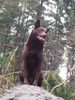 Australian Kelpie Foto: Yirr-ma Bashyr of the Two Chestnuts (ID 29989) Australian Kelpie Hund