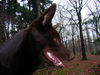 Australian Kelpie Foto: Yirr-ma Bashyr of the Two Chestnuts (ID 29990) Australian Kelpie Hund