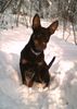 Australian Kelpie Foto: Richcreek Twisted Tango Working Kelpie (ID 19095) Australian Kelpie Hund