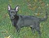 Australian Kelpie Hund