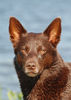 Australian Kelpie Hund