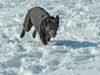 Australian Kelpie Foto: KLA Simply Xtra Special (Terra) Aus. Import nach Holland. Terra hier beim Hütearbeit im Schnee am 3e marz 2005 (ID 19211) Australian Kelpie Hund