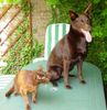 Australian Kelpie Foto: Hunde und Katzen, Feinde? nicht wenn deine Name Vax ist. Multi Ch. Kalan Sky Choc mit Havaneser Katze (ID 18749) Australian Kelpie Hund