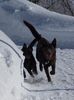 Australian Kelpie Foto: Xanatos und Flash in Wildhaus/Schweiz (ID 29326) Australian Kelpie Hund