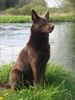 Australian Kelpie Hund