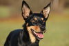 Australian Kelpie Hund