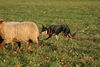 Australian Kelpie Hund