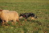 Australian Kelpie Hund