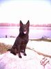 Australian Kelpie Foto: Yirr-ma Bashyr of the Two Chestnuts (ID 20852) Australian Kelpie Hund