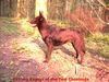 Australian Kelpie Foto: Yirr-ma Bashyr of the Two Chestnuts (ID 20851) Australian Kelpie Hund