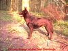 Australian Kelpie Hund