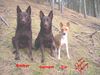 Australian Kelpie Foto: Yirr-ma Bashyr + Ch. Guinam + Ch. Zia (Basenji) (ID 20950) Australian Kelpie Hund