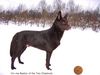 Australian Kelpie Hund