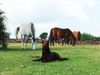 Australian Kelpie Hund