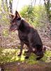 Australian Kelpie Foto: Dutch Dynamite Dazzler Dazz (Birk) hier mit 2,5 jahre auch er liebt es zu kletern. (ID 20320) Australian Kelpie Hund