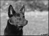 Australian Kelpie Hund