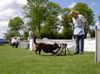 Australian Kelpie Foto: Dutch Dynamite Datildoo Darwin competing in Flyball (ID 12736) Australian Kelpie Hund