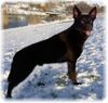 Australian Kelpie Foto: Dutch Dynamite Datildoo Darwin ES'04 (ID 12734) Australian Kelpie Hund
