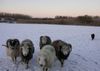Australian Kelpie Foto: Dutch Dynamite Datildoo Darwin driving sheep (ID 12735) Australian Kelpie Hund