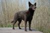 Australian Kelpie Hund