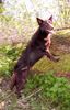 Australian Kelpie Foto: Ch. Dutch Dynamite Datildoo Darwin, LuxCh, NLCh, ESgr'04. Klettern ist was Kelpies am liebste tun. (ID 20319) Australian Kelpie Hund
