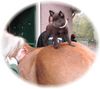 Australian Kelpie Foto: Dutch Dynamite Dexterous Dex im alter von 6 wochen auf's pferd damit er lernt mit verschiedene tiere zu recht zu kommen (ID 18690) Australian Kelpie Hund