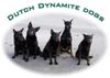 Australian Kelpie Foto: Dutch Dynamite Dogs on the beach in holland (ID 12737) Australian Kelpie Hund