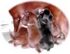 Australian Kelpie Foto: Dutch Dynamite 2004 Welpe beim futern hier 30 tage ins Welt (ID 18692) Australian Kelpie Hund